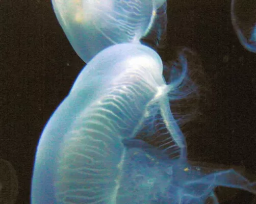 Bild: Medusa - Bilder aus der spirituellen Welt