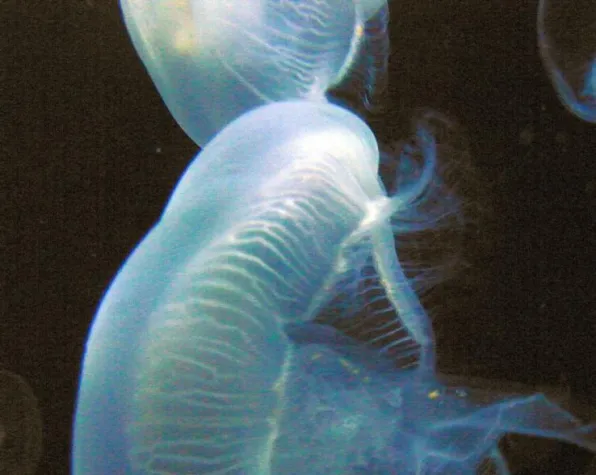 Medusa - Bilder aus der spirituellen Welt Bild: Medusa - Bilder aus der spirituellen Welt