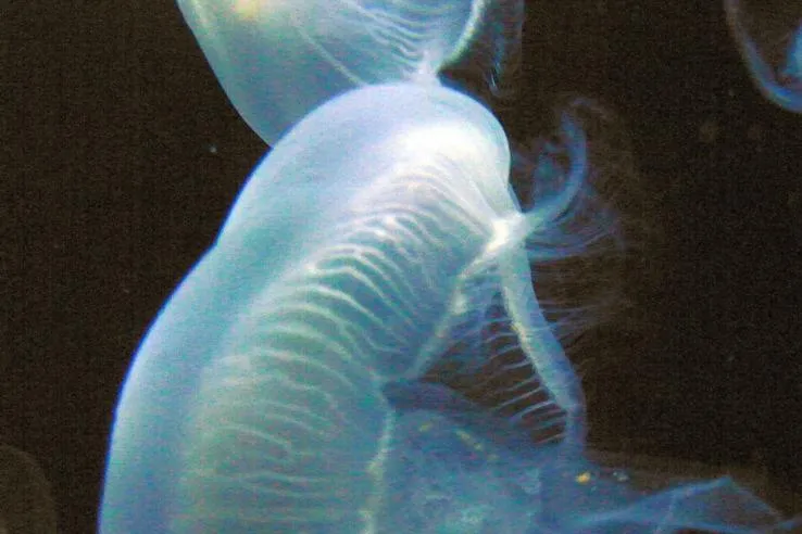 Bild: Medusa - Bilder aus der spirituellen Welt