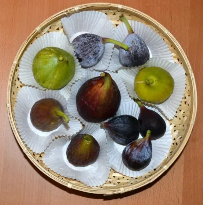 Bild: Einzige Feigenbaumschule Deutschlands