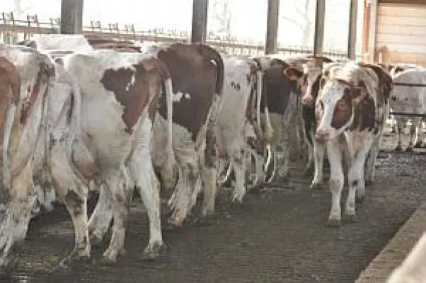 Bild: AVA-Tierärzte mit der Göttinger Erklärung 2016 finden mehr und mehr Zustimmung