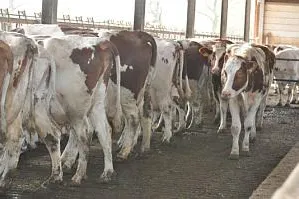 AVA-Tierärzte mit der Göttinger Erklärung 2016 finden mehr und mehr Zustimmung Bild: AVA-Tierärzte mit der Göttinger Erklärung 2016 finden mehr und mehr Zustimmung