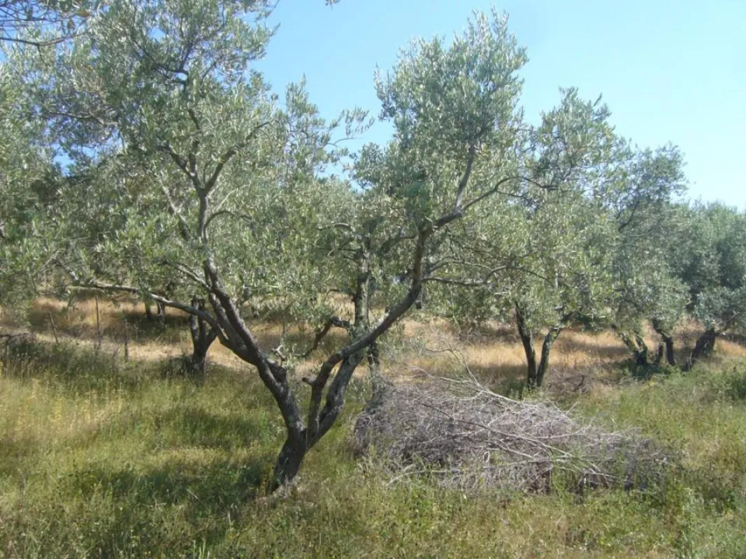 Traditioneller Olivenhain in La Rogaia