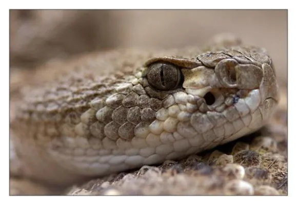 Bild: Grundlagen-Lehrgang Makrofotografie im Terrazoo Rheinberg