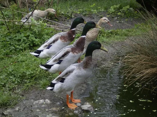 Bild: Vogelgrippe hausgemacht