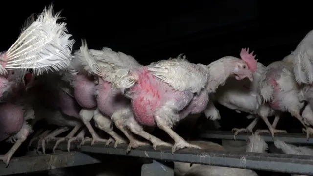 Bild: Tierquälerei und illegale Stromzäune im Hühnerbetrieb "Zeeb" in Reutlingen aufgedeckt - Eier landen bei EDEKA 