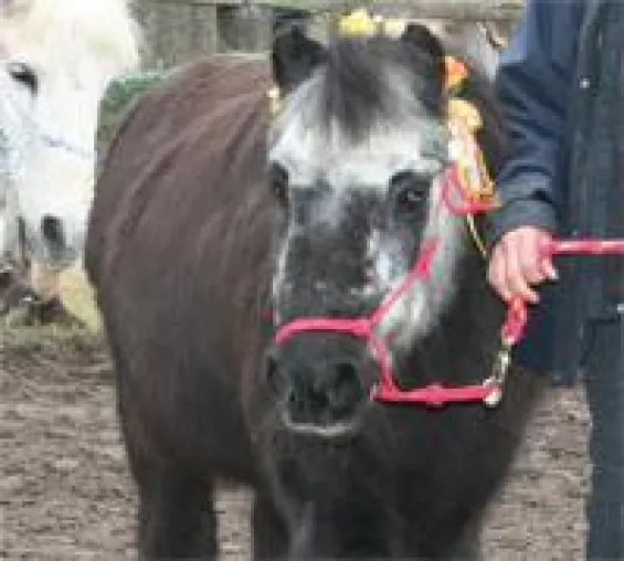 Bild: Deutschland ältestes Pony, Madame Nou, wird 50