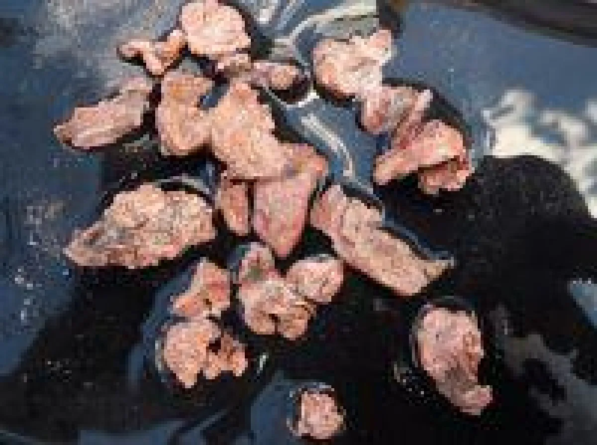 Natives Kupfer in Nuggetform aus Australien von Altona Mining