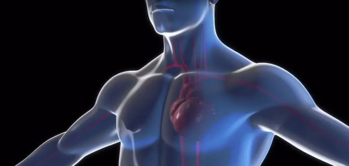 Die EPFL wird in Zusammenarbeit mit der Universitätsklinik für Herz- und Gefässchirurgie am Inselspital an der Entwicklung künstlicher Herzmuskeln forschen (Foto: zvg. aus Erläuterungsvideo). (École p