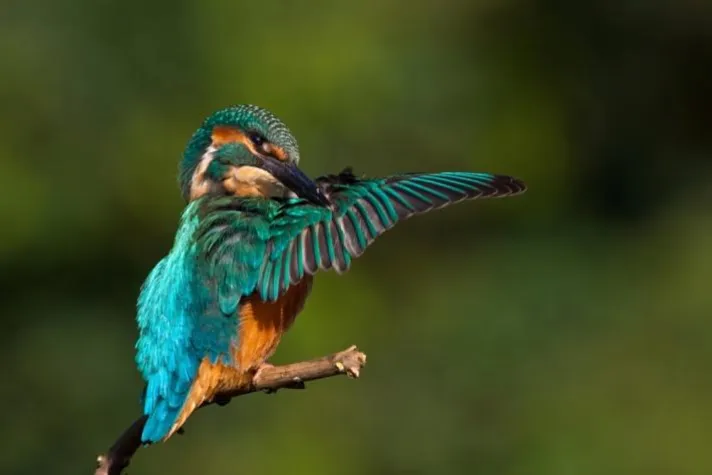 Bild: Fliegender Edelstein entdeckt am Lago di Lugano