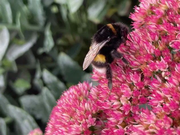 Klimastress in der Jugend schwächt Hummeln ein Leben lang Bild: Klimastress in der Jugend schwächt Hummeln ein Leben lang