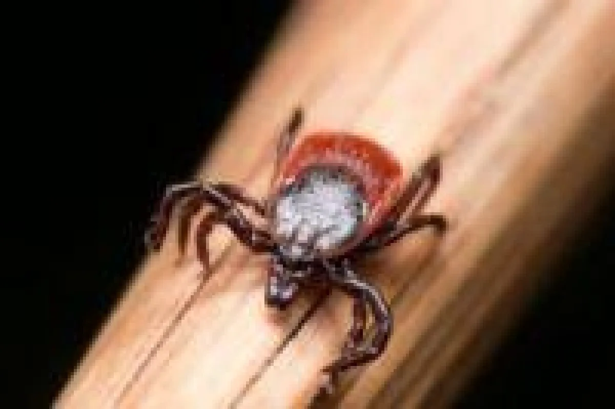 Wird der Sommer 2018 das Jahr der Zecken?