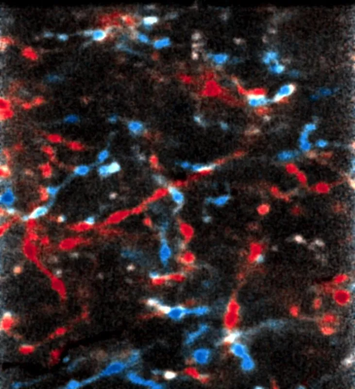 Entgegen der Lehrbuchmeinung sind nicht nur Nervenzellen der Sehrinde, sondern auch Thalamus-Zellen plastisch – sie können sich an Veränderungen anpassen. (© MPI für Neurobiologie / Tobias Rose)