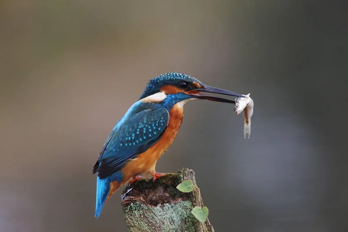 Eisvögel trifft man häufig an der Lahn