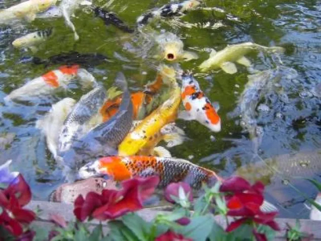 Bild: Fischzucht Müller bei Braunschweig veranstaltet großes Gartenteich-Festival mit vielen Koi-Angeboten