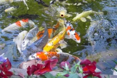 Bild: Fischzucht Müller bei Braunschweig veranstaltet großes Gartenteich-Festival mit vielen Koi-Angeboten