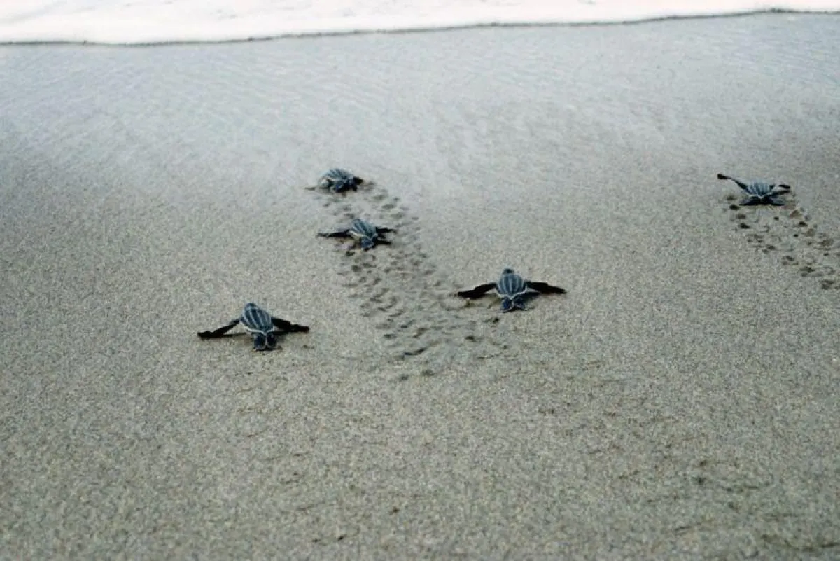 Frisch geschlüpfte Schildkrötenbabies auf dem Weg ins Wasser