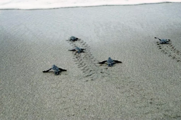 Bild: Auf Trinidad schlüpfen zur Zeit die Lederschildkröten