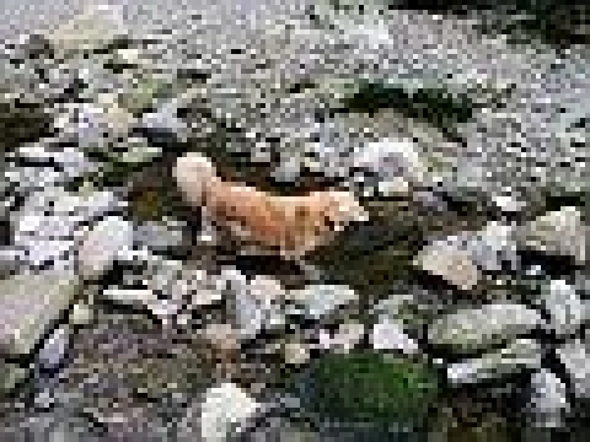 Wandern mit dem Hund