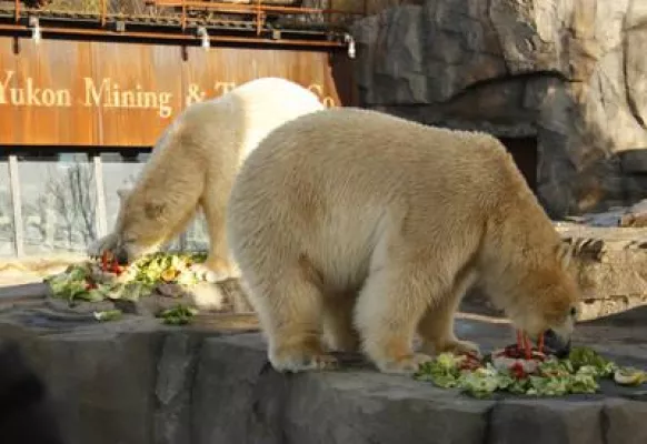 LeBÄRtran zum Geburtstag im Erlebnis-Zoo Hannover Bild: LeBÄRtran zum Geburtstag im Erlebnis-Zoo Hannover