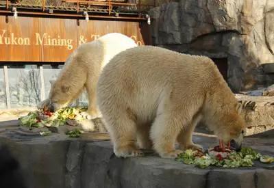 Bild: LeBÄRtran zum Geburtstag im Erlebnis-Zoo Hannover