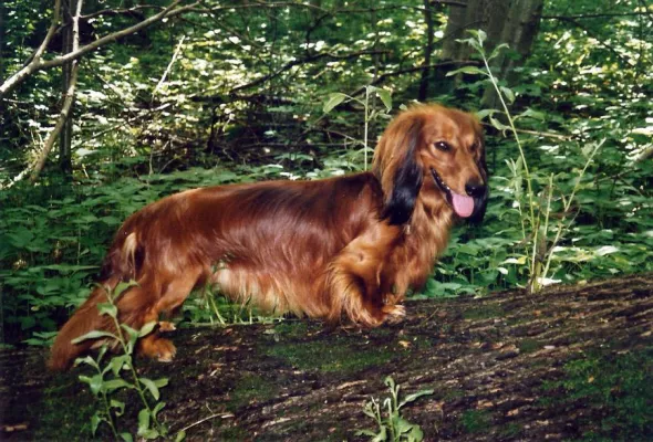 Bild: Ihr Hund hilft Ihnen beim Abnehmen