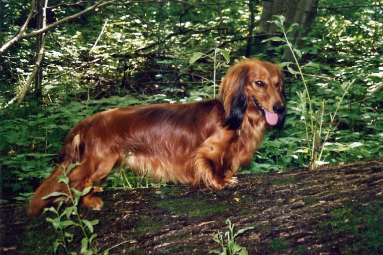 Bild: Ihr Hund hilft Ihnen beim Abnehmen