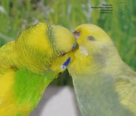 Bild: Die Talente der Wellensittiche ...