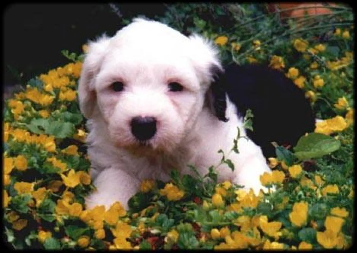 mit dem geliebten Vierbeiner in den Urlaub