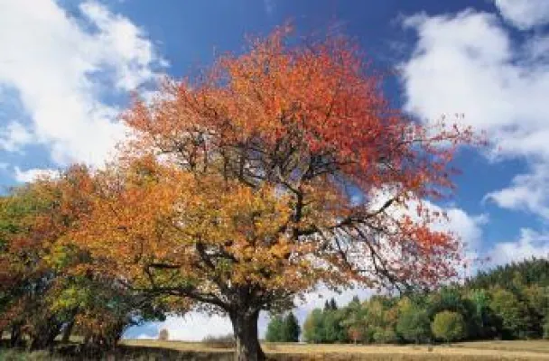 Wildwochen in der Oberpfalz - Kulinarik in Bayern Bild: Wildwochen in der Oberpfalz - Kulinarik in Bayern