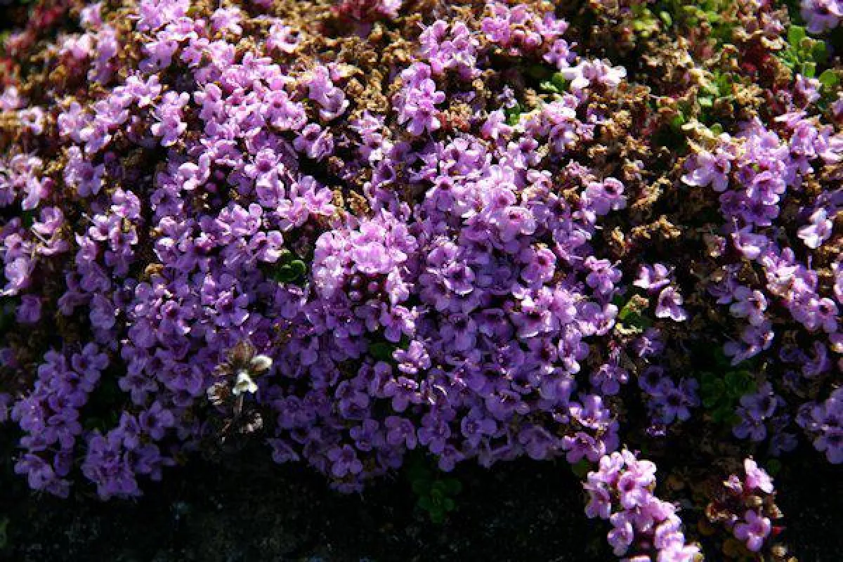 Blühender Thymian