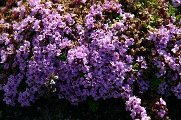 Kräuter-Power aus Island Bild: Kräuter-Power aus Island