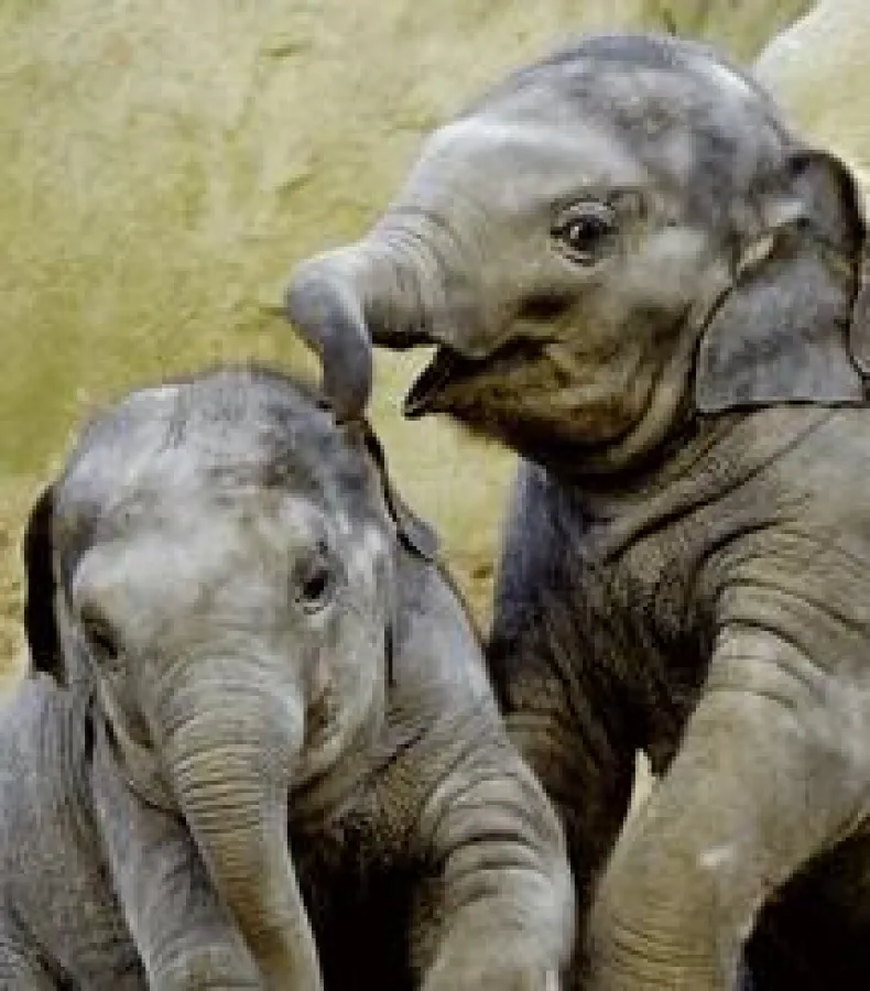 Kölsche Lieblinge: Ming Jung und Maha Kumari