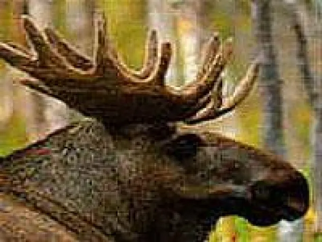 Bild: Schwedischer Schulhof-Randalierer - Jetzt ist er tot