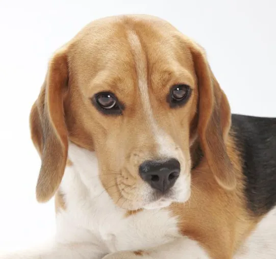 Bild: Region Brüssel verbietet Tierversuche an Affen, Hunden und Katzen sowie in der Ausbildung