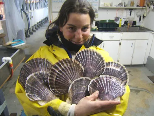 Bild: Edgewater Foods gibt Rekordergebnisse bei der Scallop Ernte bekannt und bestätigt künftige Ertragserwartungen