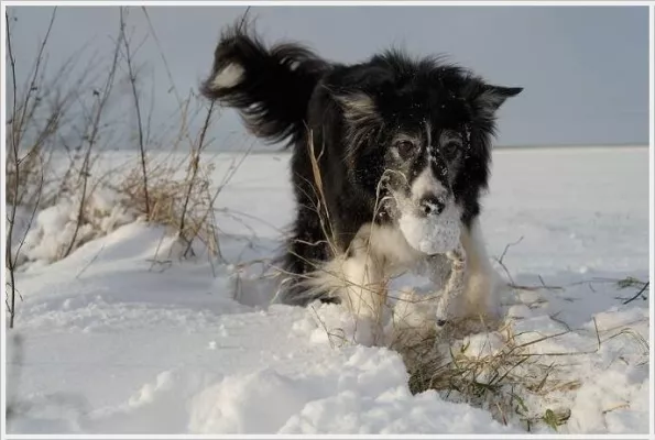 Bild: Nikon-Community Fotowettbewerb: Winterhunde