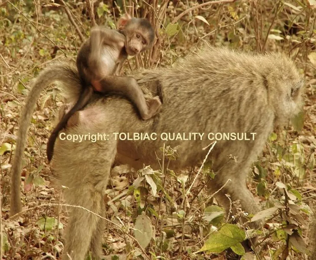 Who s got the monkey? Verantwortlichkeiten im Qualitätsmanagement am besten an QM-Berater auslagern.