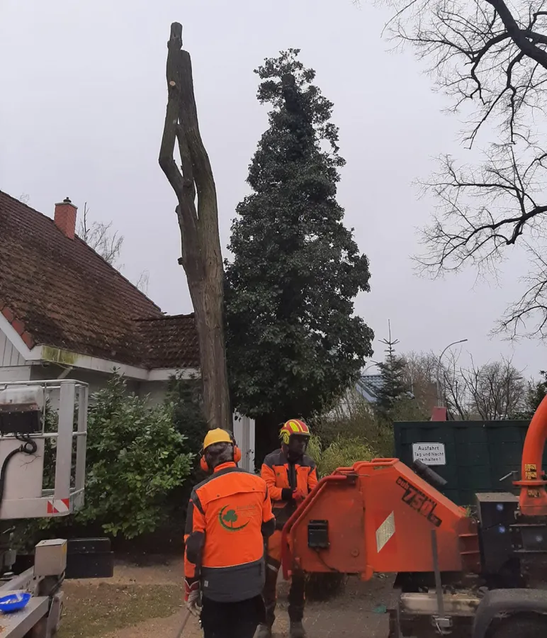 Baumfällarbeiten in Berlin