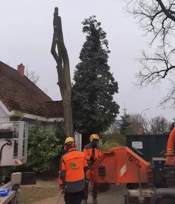 Bild: Baumpflege Kasper, Fachbetrieb für Baumfällungen in Berlin aufgrund Pilzbefall