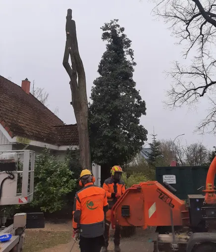 Baumpflege Kasper, Fachbetrieb für Baumfällungen in Berlin aufgrund Pilzbefall Bild: Baumpflege Kasper, Fachbetrieb für Baumfällungen in Berlin aufgrund Pilzbefall