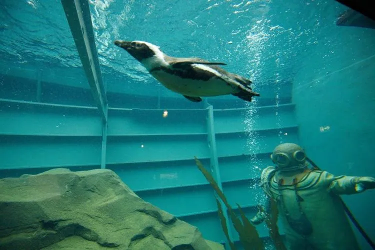 Bild: Nördlichster Pinguin-Zoo in Kanadalandschaft Yukon Bay eröffnet