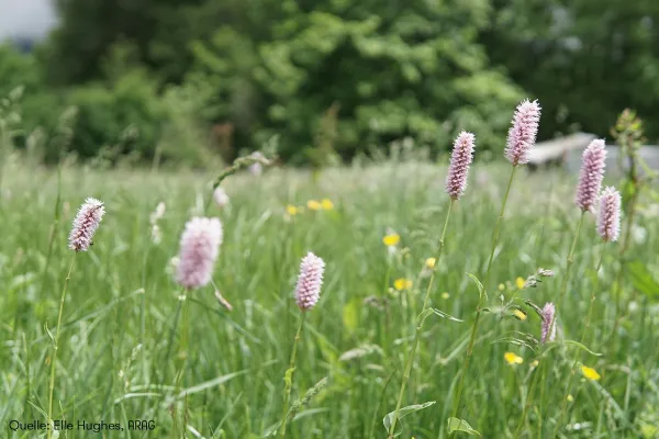 Bild: Pollen im Anflug: Was Allergiker jetzt wissen sollten