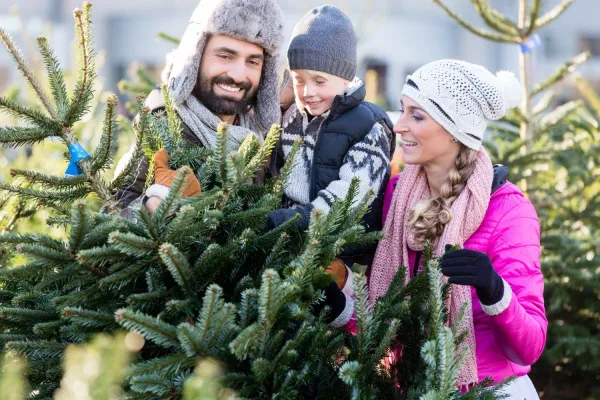 Bild: Entdecken Sie die Weihnachtsbaum-Zentrale