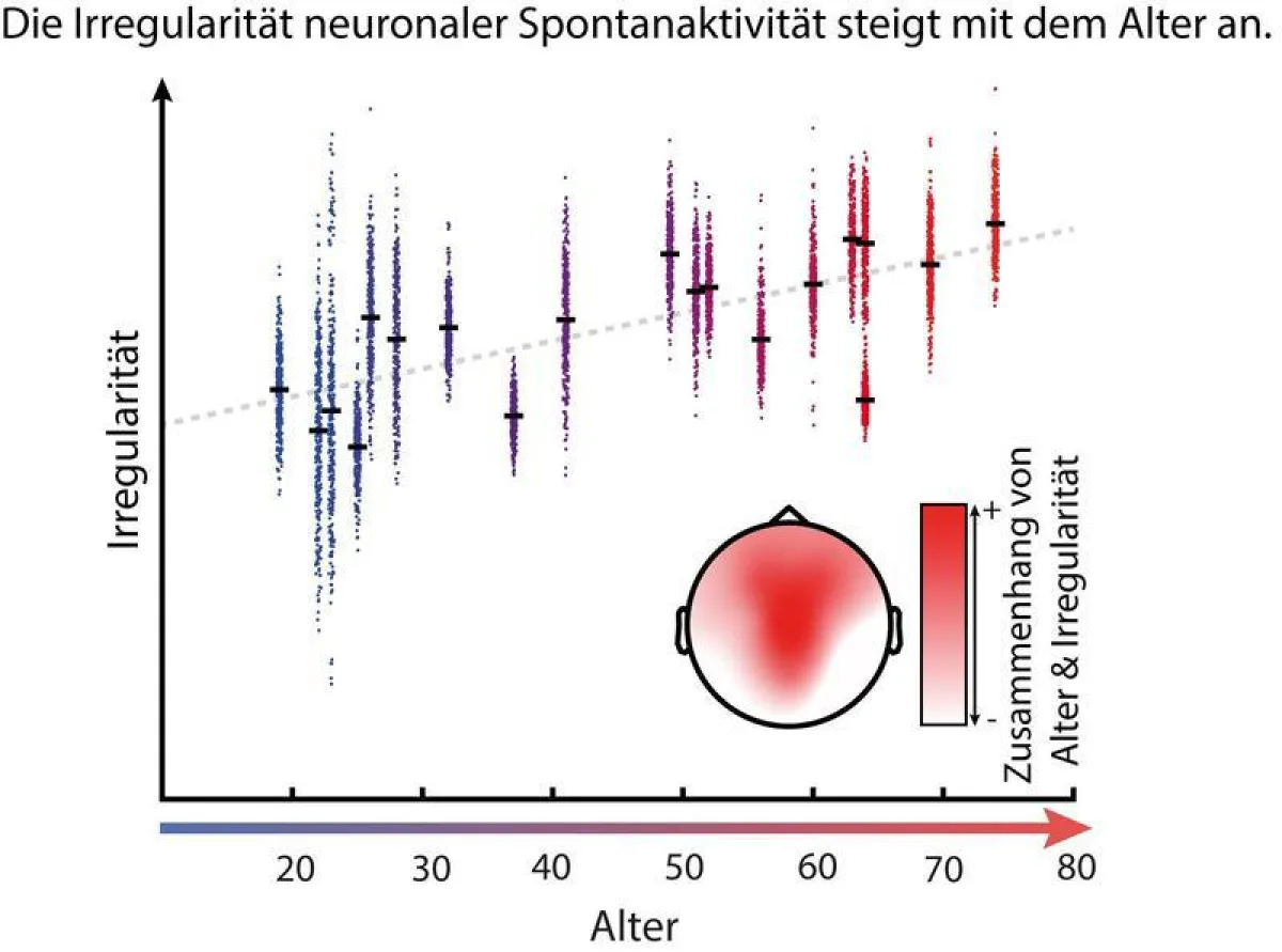 Die Irregularität neuronaler Spontanaktivität steigt mit dem Alter an. (Abb.: Waschke et al.)