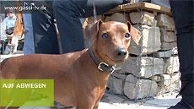 Bild: Diese Woche auf GASSI-TV