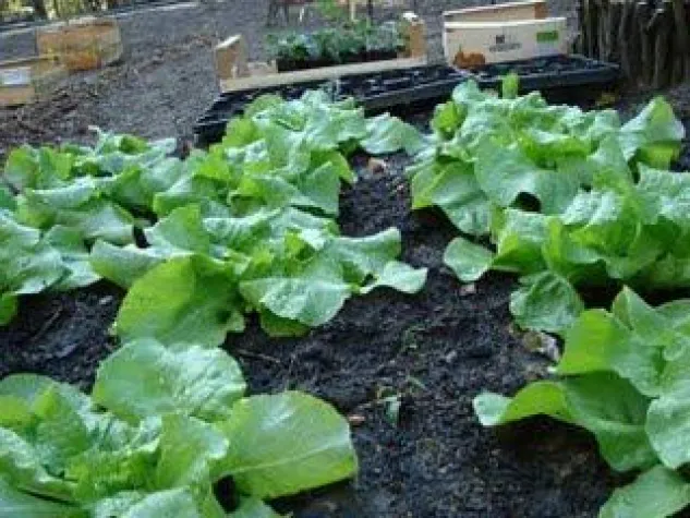 Bild: Beteiligungsverfahren beim Bethanien: Anwohner setzen Nachbarschaftsgarten gegen alle Widerstände durch