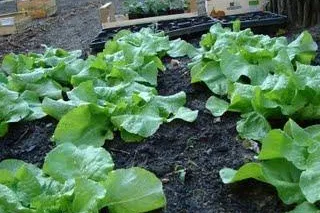 Bild: Beteiligungsverfahren beim Bethanien: Anwohner setzen Nachbarschaftsgarten gegen alle Widerstände durch