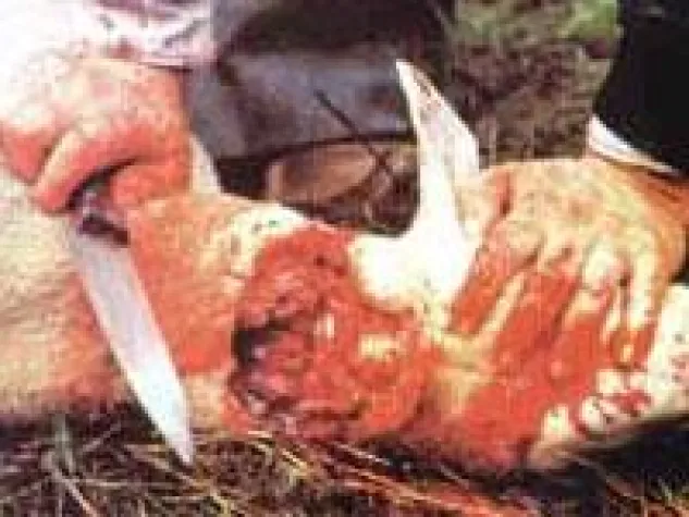 Bild: Schächten: DCRS zeigt per Video wie grausam und brutal es wirklich ist