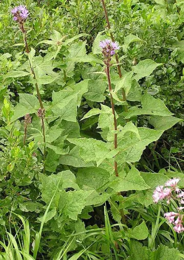 Bild: Virtuelle Blumenwanderung am Fellhorn per Google Hangout und Earth